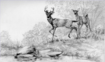 monochrome black white Painting - deer by stream pencil black and white